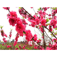 优质桃花苗哪里有？南宁桃花苗基地 