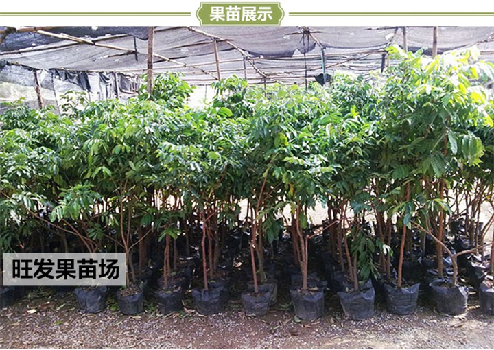 广西优良种龙眼树苗批发 石硖龙眼嫁接苗  石硖龙眼 **保证 
