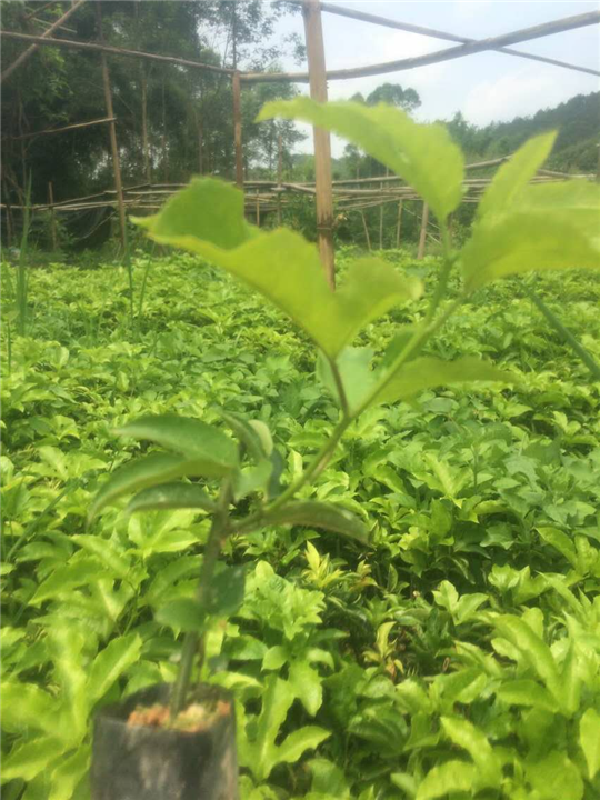 百香果苗 