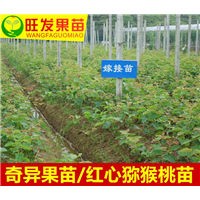 新西兰佳沛黄金奇异果/果树苗新鲜水果进口猕猴桃苗**价格 