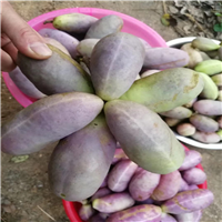 东莞八月瓜批发