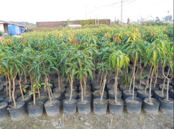 广西果苗场|广西桂七芒果苗|广西嫁接果树苗 