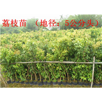 广西旺发果苗种苗、广西果树苗、广西批发荔枝苗 