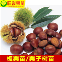 灵山板粟苗，钦州板粟苗，广西出售板粟苗 