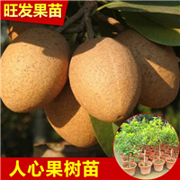 人心果苗优质品种，在水果市场称之为“水果王之一” 