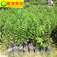 广西凤梨释迦苗（番鬼荔枝苗）批发基地 