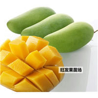 广西**桂七芒果苗培育基地直销 