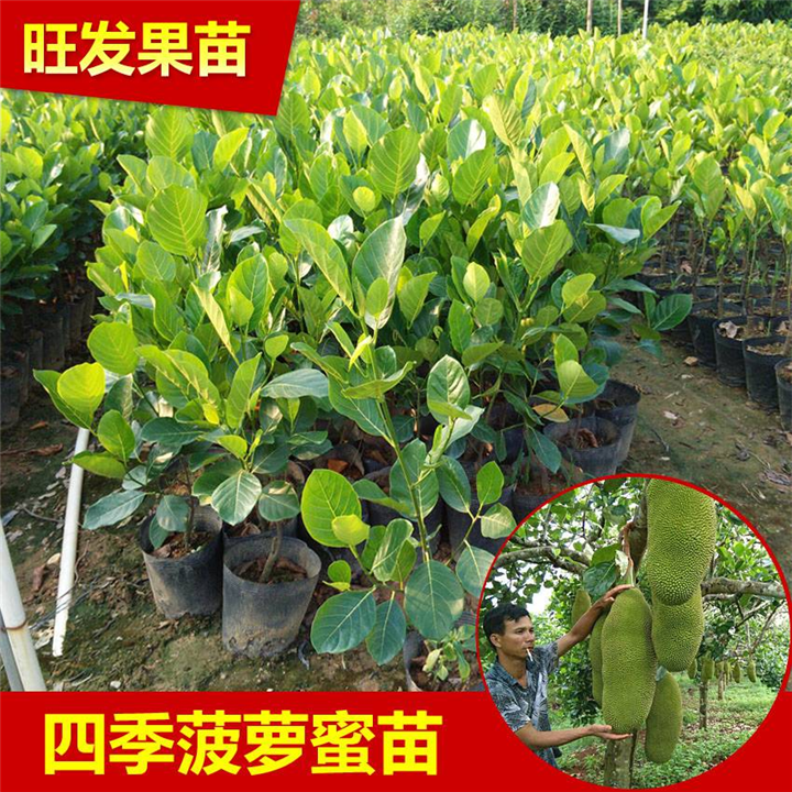 南方北方种植 广西四季菠萝蜜树苗 菠萝蜜树苗进口果树苗 
