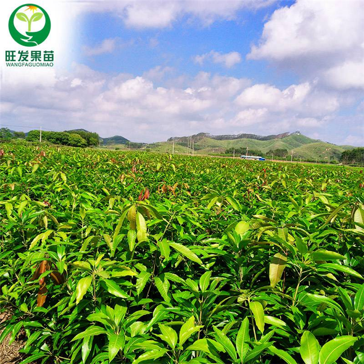 百色芒果树苗，广西红象牙芒果苗，广西芒果苗现货批发 