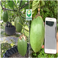 供应香蜜木瓜百香果