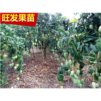 供应台农一号芒果苗、海南台农一号芒果苗、出售芒果苗 