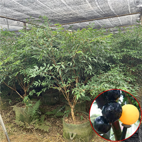 福建阿根廷嘉宝果哪里好