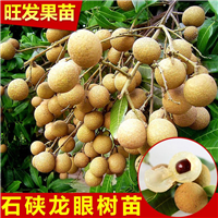 广西石硖龙眼苗批发报价 灵山石硖龙眼苗 