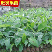 全国供应香蕉苗！大量优质香蕉苗出售 
