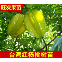广西杨桃苗、广西台湾四季杨桃 **嫁接苗 