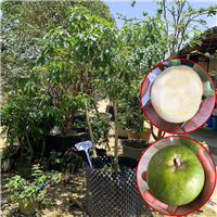 深圳白柿冰淇淋果基地