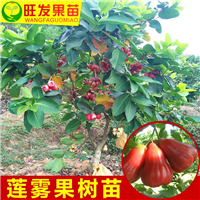 广西黑金刚莲雾苗圃基地—广西黑金刚莲雾苗—桂林黑金刚莲雾苗 