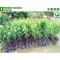 广西水蜜桃苗 桃子树 又大又甜 