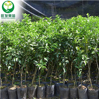 广东四会沙糖桔苗品质**纯证 量大优惠！ 果清爽甜润 