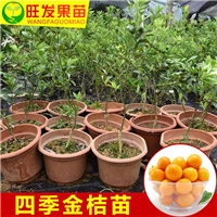 四季金桔苗大小规格都有现货 