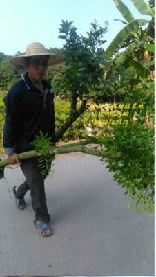 广西杨梅苗 