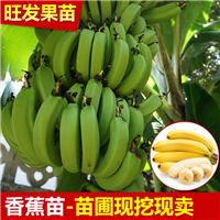 威廉斯B6香蕉苗、海南蕉、泰国蕉、皇帝蕉（贡蕉）、粉蕉 
