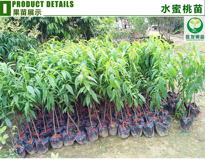 广西水蜜桃苗 桃子树 又大又甜 