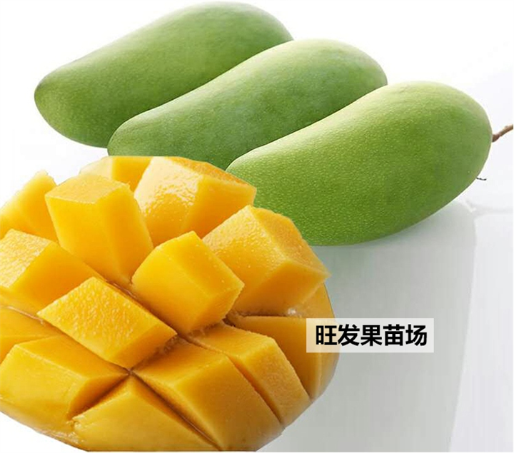 广西**桂七芒果苗培育基地直销 