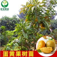 大量供应蛋黄果苗，广西蛋黄果苗基地 