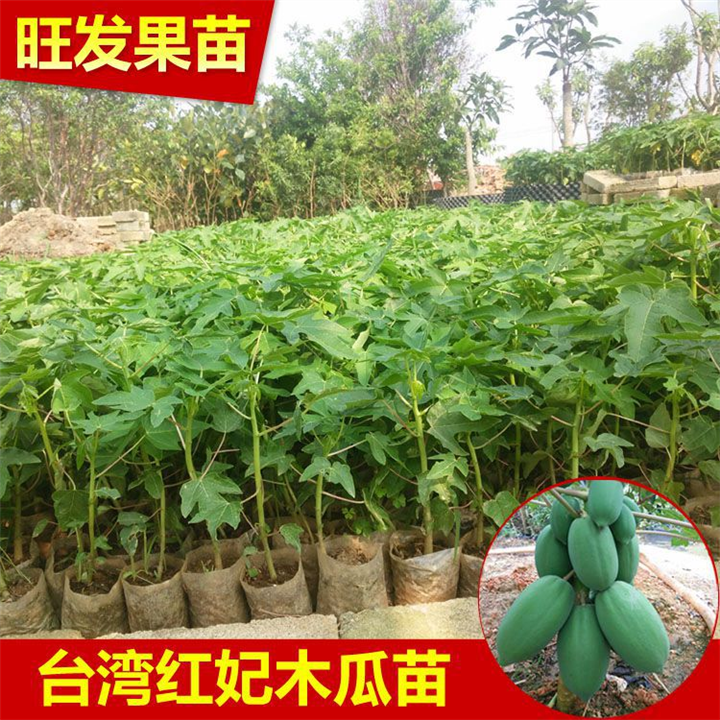 夏威夷木瓜苗、供应各种木瓜苗、品种齐全 