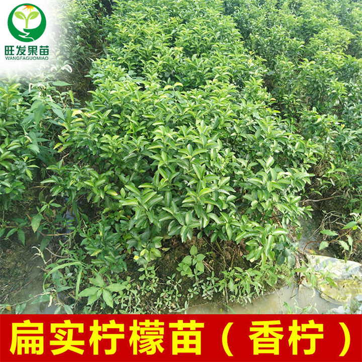 **扁实柠檬苗 扁实柠檬苗