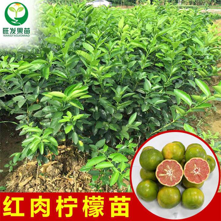 红肉柠檬苗树苗当年结果,南方北方种植