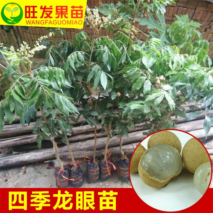 广西四季龙眼苗批发 四季桂圆果树种苗 