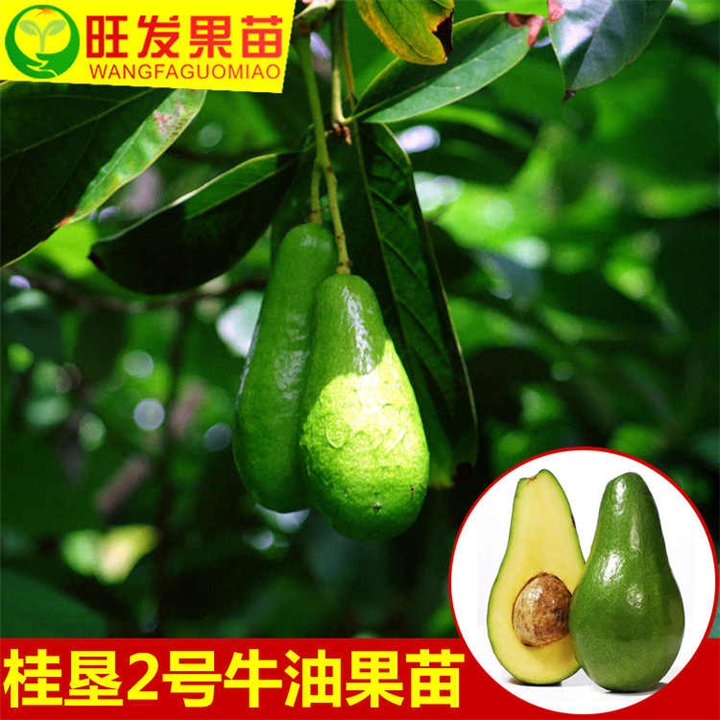 广西牛油果苗批发 零售 广西**牛油果苗 