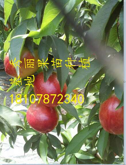 百香果苗 