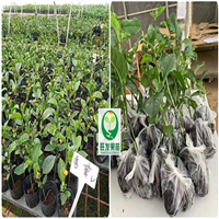 深圳香蜜百香果