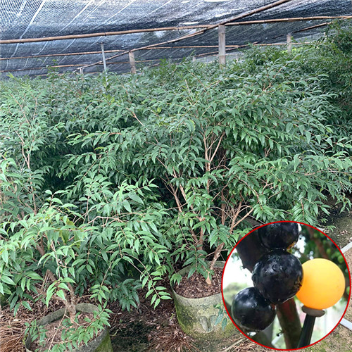 广州阿根廷嘉宝果推荐