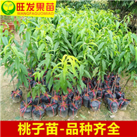 三月桃苗价格、广西桃苗、广西桃苗基地 