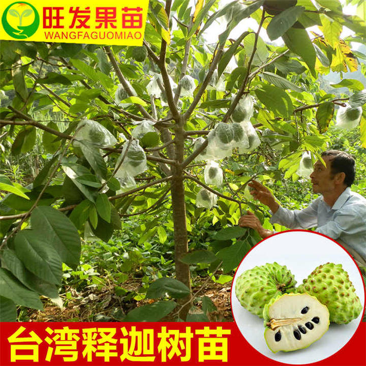 广西凤梨释迦苗（番鬼荔枝苗）—钦州凤梨释迦苗（番鬼荔枝苗） 