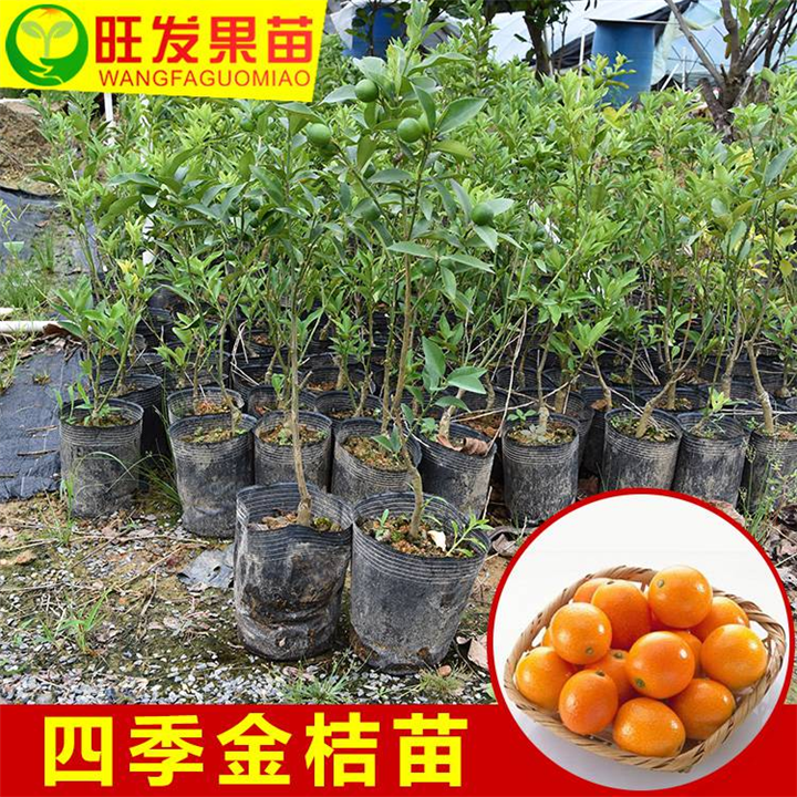 广西四季金桔苗基地批发、**四季金桔苗、大量现货 