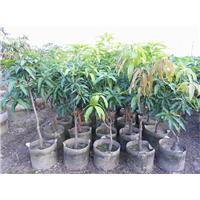 批发红贵妃芒果苗直销，广西芒果苗盆栽批发 