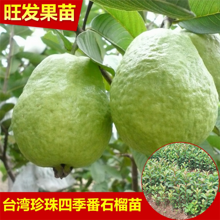 果树苗 四季珍珠番石榴苗 台湾芭乐苗 四季结果 热售中 