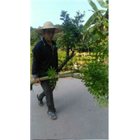 广西杨梅苗 