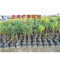 供应**凯特芒果苗嫁接苗、质量保证！ 