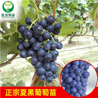南宁葡萄苗、百色葡萄苗、广西葡萄苗批发 