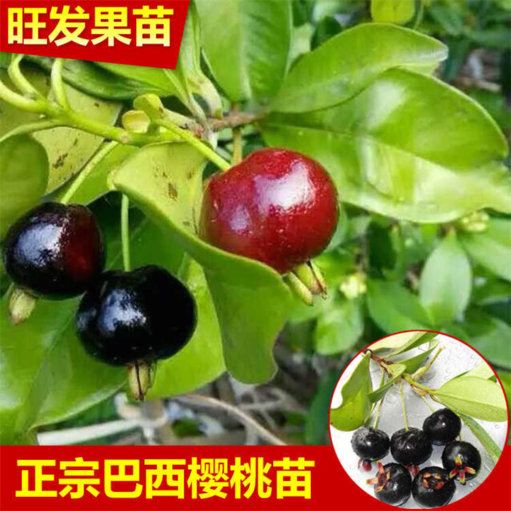 樱桃苗价格，销售樱桃苗，广西热带果树苗出售 