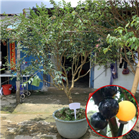 广州福冈嘉宝果基地