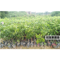 广西黄皮苗批发 南北方种植 南宁黄皮苗 