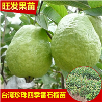 果树苗 四季珍珠番石榴苗 台湾芭乐苗 四季结果 热售中 