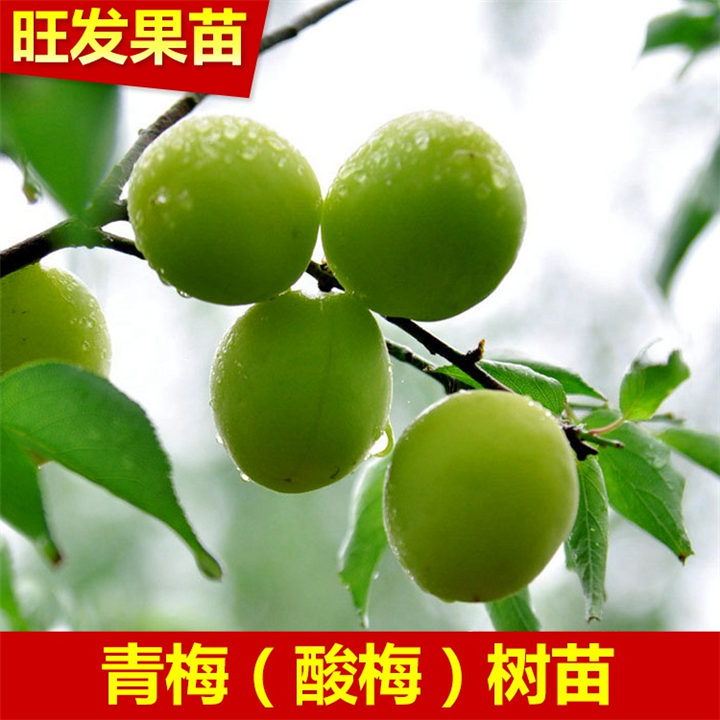 青梅苗又称（酸梅苗） 